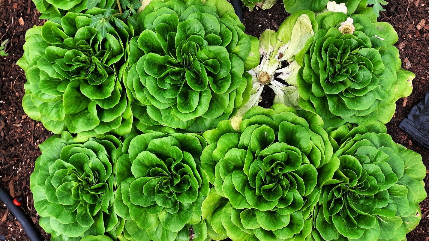 Fresh from The Spring Farm: Lettuce growing tips and a 